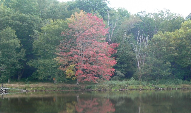Earliest color leaves we saw this year in the Price lake.